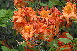 Ginger Azalea (Rhododendron 'Ginger') at A Very Successful Garden Center