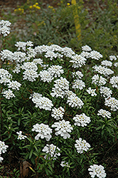 Purity Candytuft (Iberis sempervirens 'Purity') at Stonegate Gardens