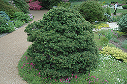 Gregoryana Spruce (Picea abies 'Gregoryana') at Lakeshore Garden Centres