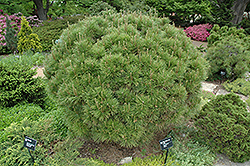 Globe Japanese Red Pine (Pinus densiflora 'Globosa') at A Very Successful Garden Center