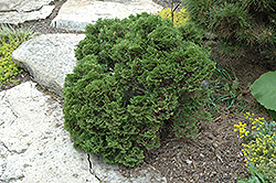 Ericoides Arborvitae (Thuja occidentalis 'Ericoides') at A Very Successful Garden Center