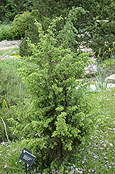 Golden Schnapps Juniper (Juniperus communis 'Golden Schnapps') at A Very Successful Garden Center