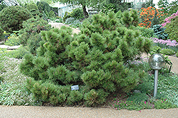 Pygmaea Japanese Black Pine (Pinus thunbergii 'Pygmaea') at A Very Successful Garden Center