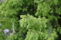 Golden Schnapps Juniper (Juniperus communis 'Golden Schnapps') at A Very Successful Garden Center