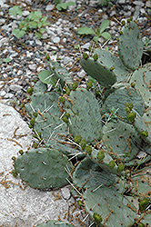Eastern Prickly Pear Cactus (Opuntia compressa) at Stonegate Gardens