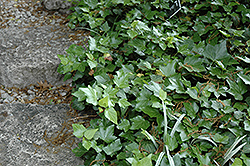 Garland Ivy (Hedera helix 'Garland') at Stonegate Gardens