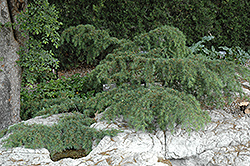 Sargent's Dwarf Cedar of Lebanon (Cedrus libani 'Sargentii') at A Very Successful Garden Center