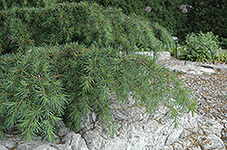 Sargent's Dwarf Cedar of Lebanon (Cedrus libani 'Sargentii') at A Very Successful Garden Center