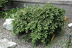 Dwarf Japanese Plum Yew (Cephalotaxus harringtonia 'Nana') at A Very Successful Garden Center
