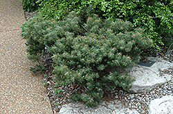 Paul's Dwarf Mugo Pine (Pinus mugo 'Paul's Dwarf') at Stonegate Gardens