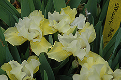 Stealing Home Iris (Iris 'Stealing Home') at A Very Successful Garden Center