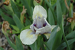 Wavelength Iris (Iris 'Wavelength') at A Very Successful Garden Center