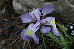 Juno Iris (Iris cycloglossa) at A Very Successful Garden Center