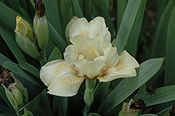 Peach Petal Pie Iris (Iris 'Peach Petal Pie') at A Very Successful Garden Center