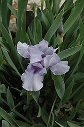 Garden Whisper Iris (Iris 'Garden Whisper') at A Very Successful Garden Center
