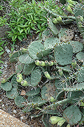 Plains Prickly Pear Cactus (Opuntia macrorhiza) at A Very Successful Garden Center