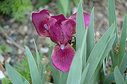 Maihania Iris (Iris pumila 'Maihania') at A Very Successful Garden Center