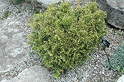 Cuprea Arborvitae (Thuja plicata 'Cuprea') at A Very Successful Garden Center