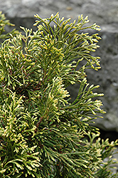 Cuprea Arborvitae (Thuja plicata 'Cuprea') at Lakeshore Garden Centres