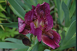 Hottentot Iris (Iris 'Hottentot') at Stonegate Gardens