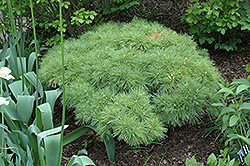 Greg White Pine (Pinus strobus 'Greg') at A Very Successful Garden Center
