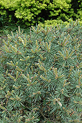 Loose Park Scotch Pine (Pinus sylvestris 'Loose Park') at Stonegate Gardens