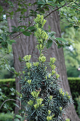 Flushing Yew (Taxus x media 'Flushing') at A Very Successful Garden Center