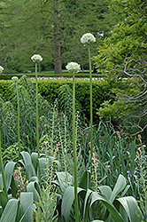 White Giant Ornamental Onion (Allium 'White Giant') at A Very Successful Garden Center
