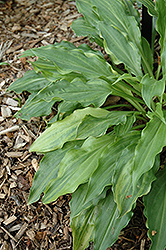 Ray of Hope Hosta (Hosta 'Ray of Hope') at A Very Successful Garden Center