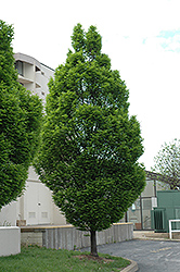 Pyramidal European Hornbeam (Carpinus betulus 'Fastigiata') at A Very Successful Garden Center