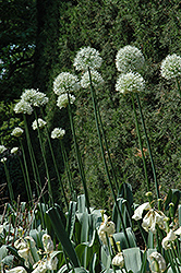 Mount Everest Ornamental Onion (Allium 'Mount Everest') at A Very Successful Garden Center