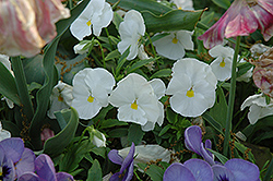 Matrix White Pansy (Viola 'PAS882787') at Lakeshore Garden Centres