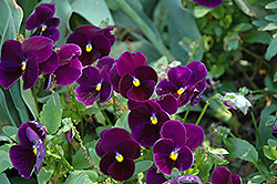 Matrix Purple Pansy (Viola 'PAS770616') at A Very Successful Garden Center