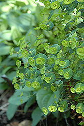 Kalipso Wood Spurge (Euphorbia 'Kalipso') at A Very Successful Garden Center
