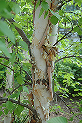Heritage River Birch (Betula nigra 'Heritage') at Stonegate Gardens