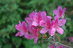 Atlanta Azalea (Rhododendron kaempferi 'Atlanta') at A Very Successful Garden Center