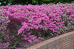 Atlanta Azalea (Rhododendron kaempferi 'Atlanta') at Lakeshore Garden Centres