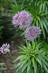 Royal Fantasy Ornamental Onion (Allium 'Royal Fantasy') at A Very Successful Garden Center