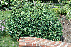Natchez Boxwood (Buxus sempervirens 'Natchez') at A Very Successful Garden Center