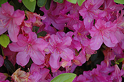 Sherwood Rhododendron (Rhododendron 'Sherwood') at A Very Successful Garden Center