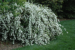 Double Reeves Spirea (Spiraea cantoniensis 'Lanceata') at A Very Successful Garden Center