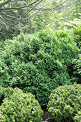 Henry Shaw Boxwood (Buxus sempervirens 'Henry Shaw') at Lakeshore Garden Centres