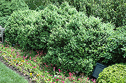 Ste. Genevieve Boxwood (Buxus sempervirens 'Ste. Genevieve') at A Very Successful Garden Center