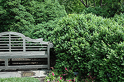Edgar Anderson Boxwood (Buxus sempervirens 'Edgar Anderson') at A Very Successful Garden Center