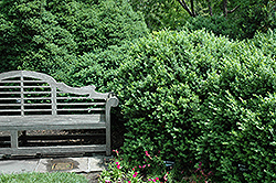 Edgar Anderson Boxwood (Buxus sempervirens 'Edgar Anderson') at Lakeshore Garden Centres