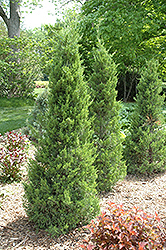 Fairview Juniper (Juniperus chinensis 'Fairview') at Lakeshore Garden Centres
