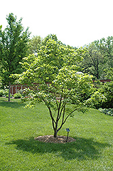 Painted Maple (Acer pictum) at A Very Successful Garden Center