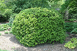 Japanese Boxwood (Buxus microphylla 'var. japonica') at A Very Successful Garden Center