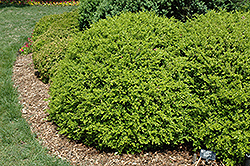 Curly Locks Boxwood (Buxus microphylla 'Curly Locks') at Stonegate Gardens