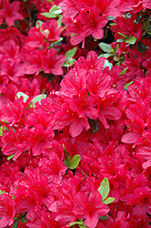 Hino Crimson Azalea (Rhododendron 'Hino Crimson') at Lakeshore Garden Centres